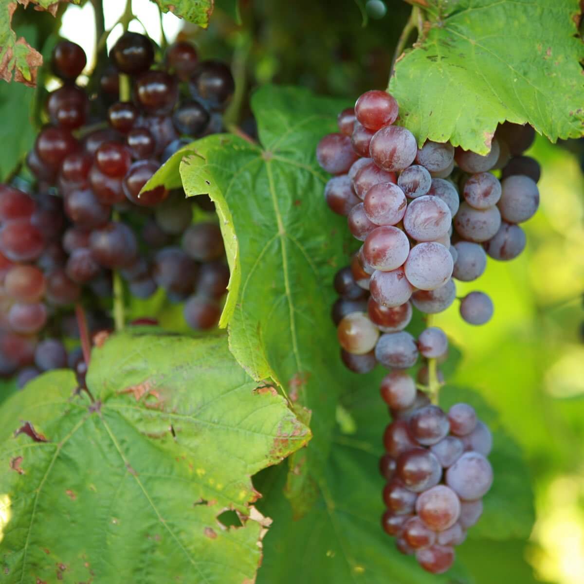 Buy Swenson Red Grapevines