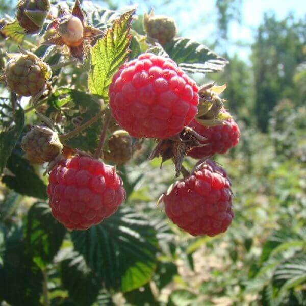 Prelude Summer Red Raspberries