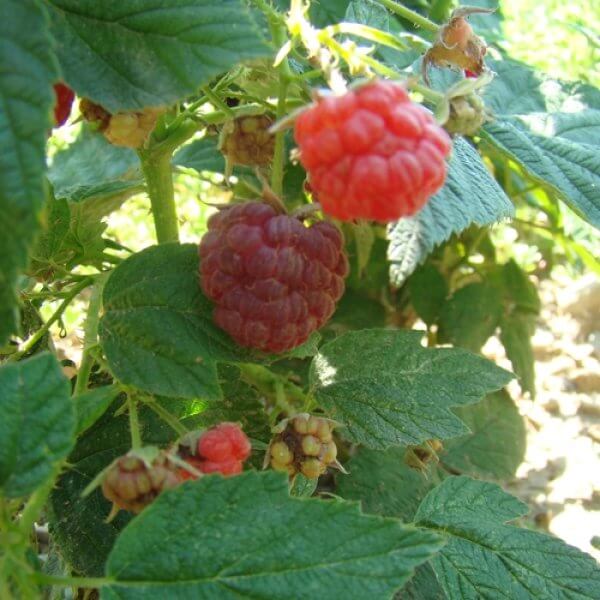 Heritage Red Raspberries (Everbearing)