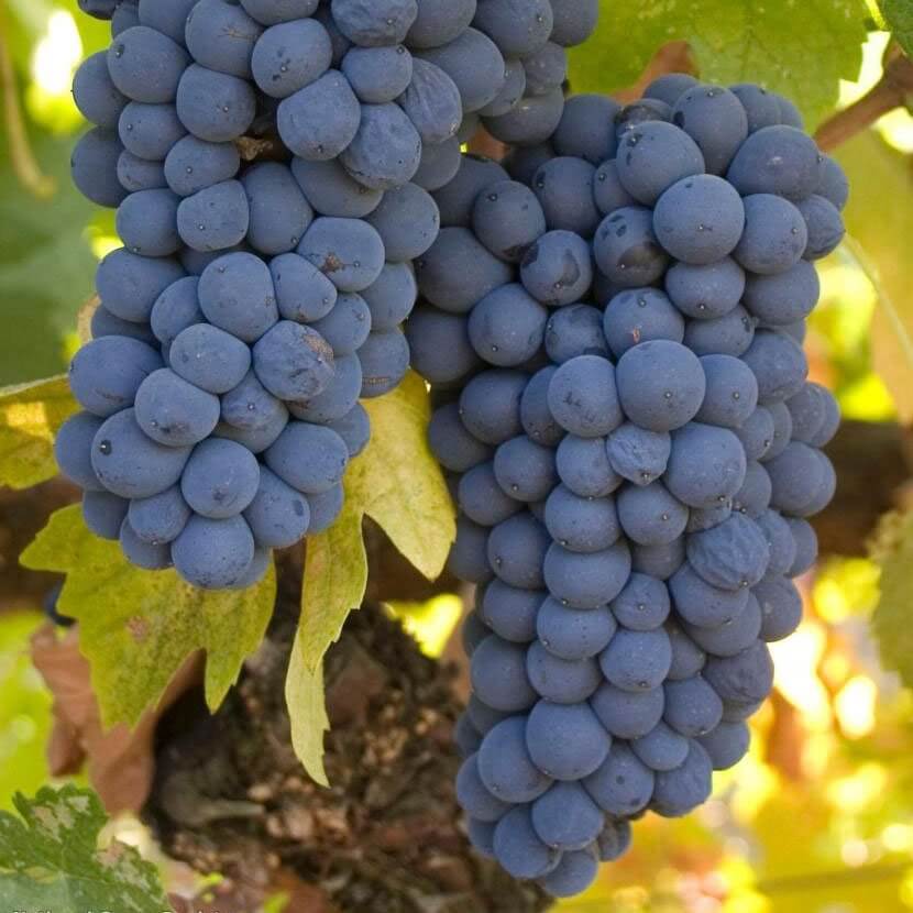 Buy Pinotage Grapevines