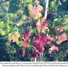 Grapevine Red Blotch Disease - Double A Vineyards