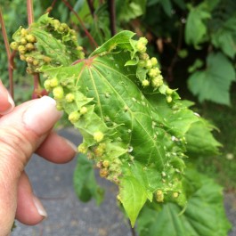 Phylloxera Grape Vine Disease - Aerial or Foliar Form