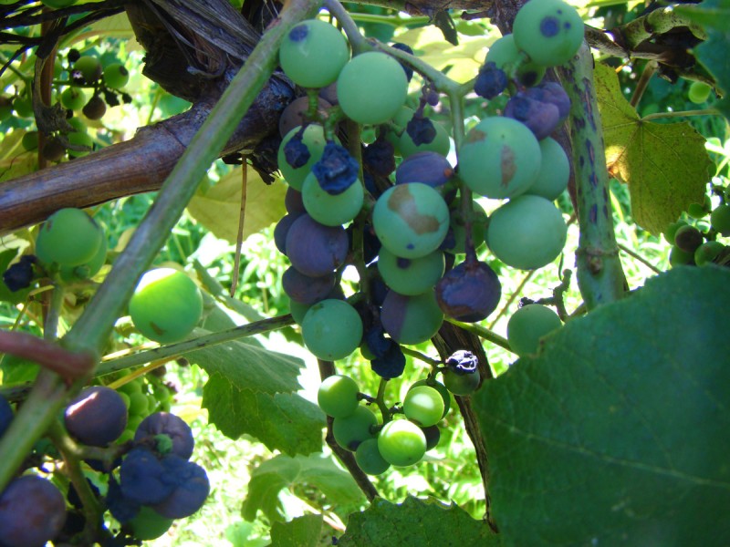 Wet Weather Brings High Disease Pressure to Vineyards - vineyard diseases